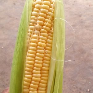 Sweet corn